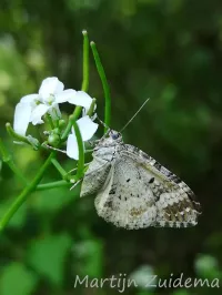 Vierbandspanner [Xanthorhoe ferrugata]